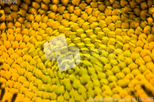 Image of a few bright sunflower blossoms,