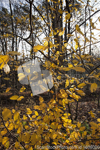 Image of maple trees during autumn