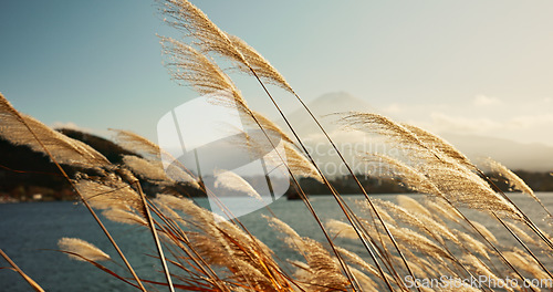 Image of Lake, leaves or reeds in the wind with environment, natural landscape and sunshine for plants in meadow or park. Reed grass, fresh air with land and water outdoor, nature background and travel