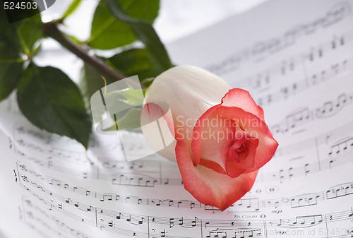 Image of rose