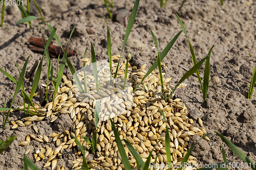 Image of sprouts of wheat