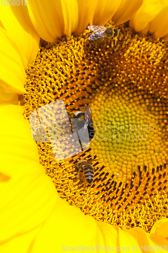 Image of sunflower during pollination
