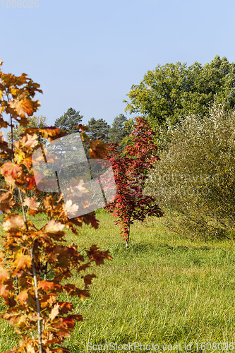 Image of colorful trees in the forest in autumn