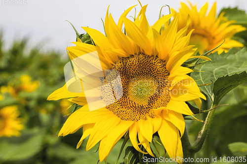 Image of sunflowers in summer