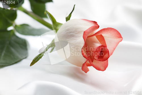Image of rose