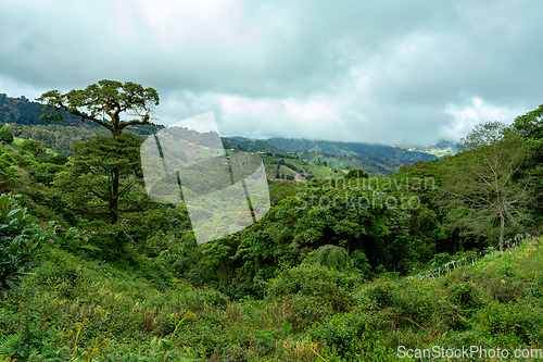 Image of Rain forest in Tapanti national park, Costa Rica