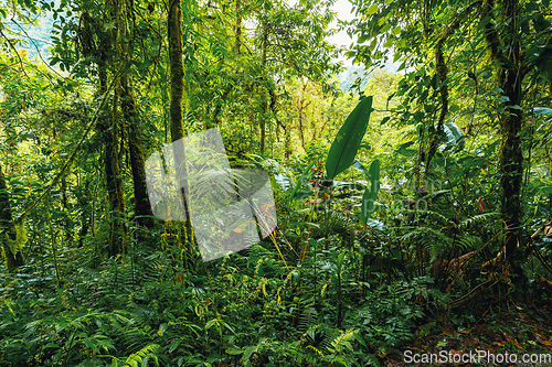 Image of Dense Tropical Rain Forest, Tapanti national park, Costa Rica