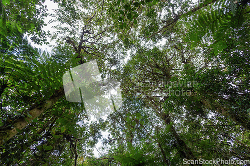 Image of Treetop in Tropical Rain Forest Tapanti national park, Costa Rica