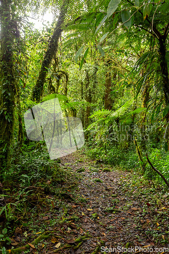 Image of Rain forest in Tapanti national park, Costa Rica