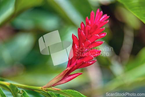 Image of Alpinia purpurata will grow in rainforest of Costa Rica