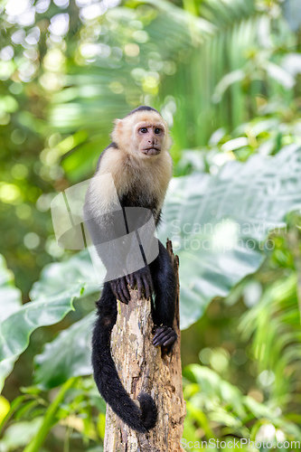 Image of Colombian white-faced capuchin (Cebus capucinus), Manuel Antonio National Park, Costa Rica