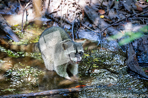 Image of crab-eating raccoon or South American raccoon, Curu Wildlife Reserve, Costa Rica wildlife