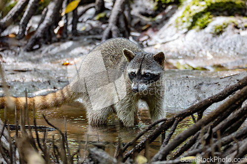 Image of crab-eating raccoon or South American raccoon, Curu Wildlife Reserve, Costa Rica wildlife