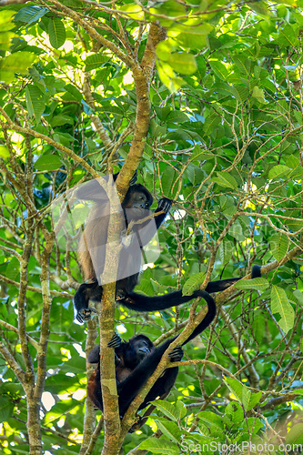 Image of Mantled howler, Alouatta palliata, Curu, Costa Rica