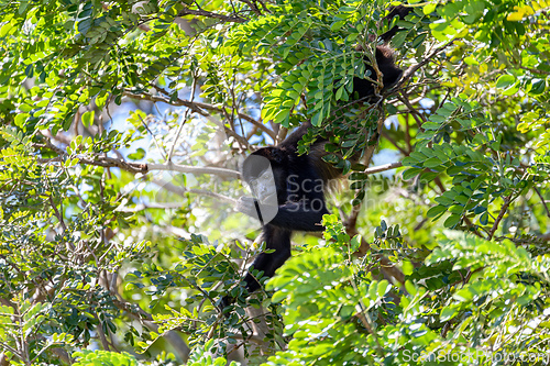 Image of Mantled howler, Alouatta palliata, Rio Bebedero Guanacaste, Costa Rica