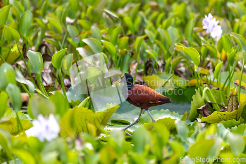 Image of Bird Northern Jacana, Jacana spinosa, Rio Curu. Wildlife and birdwatching in Costa Rica.