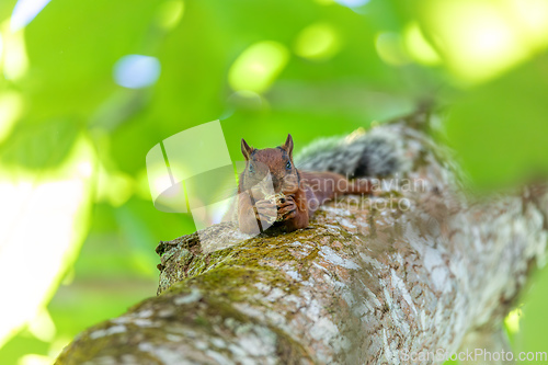 Image of Variegated squirrel, Sciurus variegatoides, Curu Wildlife Reserve, Costa Rica wildlife