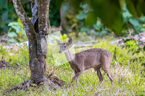 Image of White-tailed deer, Odocoileus virginianus, Curu Wildlife Reserve, Costa Rica wildlife