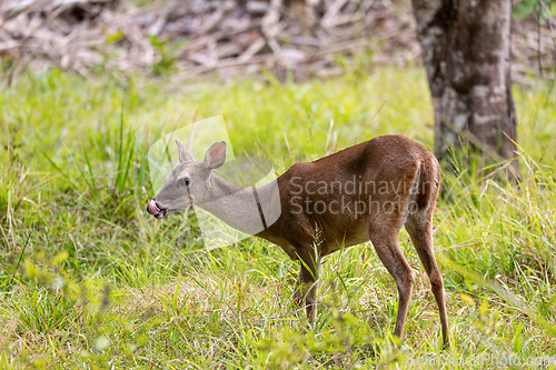 Image of White-tailed deer, Odocoileus virginianus, Curu Wildlife Reserve, Costa Rica wildlife