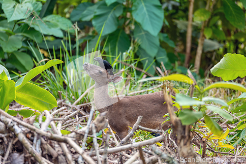 Image of White-tailed deer, Odocoileus virginianus, Curu Wildlife Reserve, Costa Rica wildlife