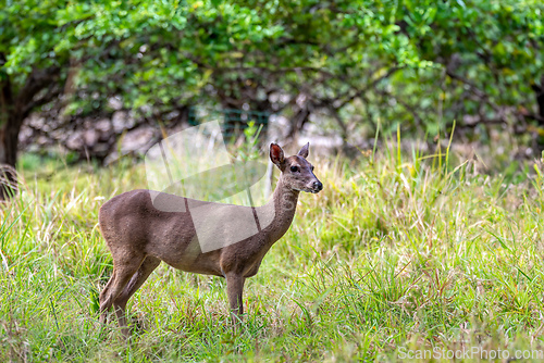Image of White-tailed deer, Odocoileus virginianus, Curu Wildlife Reserve, Costa Rica wildlife