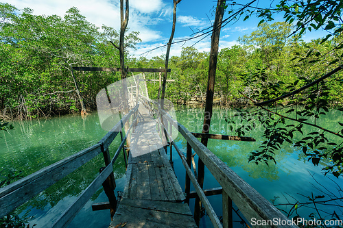 Image of Wooden bridge pathway over marshy river with vegetation thicket