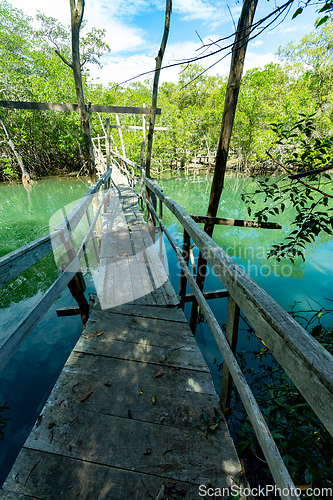 Image of Wooden bridge pathway over marshy river with vegetation thicket