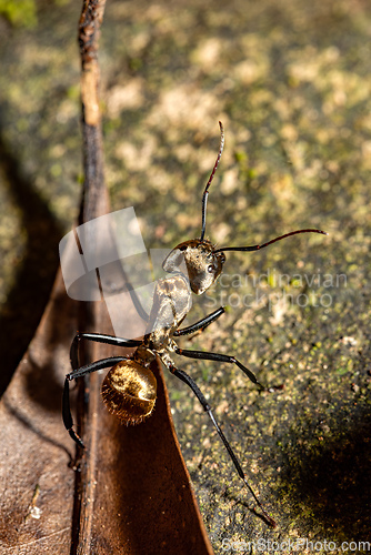 Image of Ant, Camponotus sericeiventris, Curu Wildlife Reserve, Costa Rica