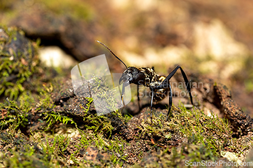 Image of Ant, Camponotus sericeiventris, Curu Wildlife Reserve, Costa Rica