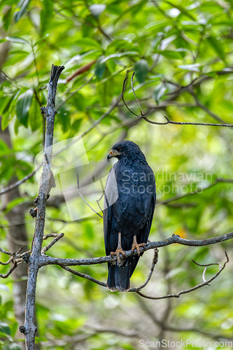Image of Common black hawk ,Buteogallus anthracinus, Curu Wildlife Reserve, Costa Rica wildlife