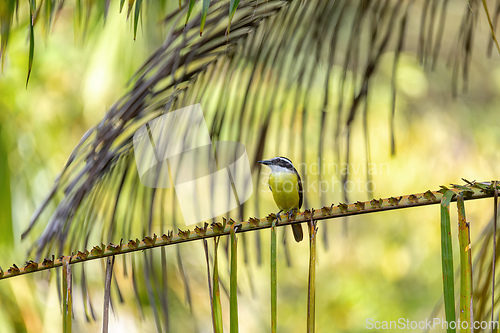 Image of Great kiskadee, Pitangus sulphuratus, Curu Wildlife Reserve, Costa Rica