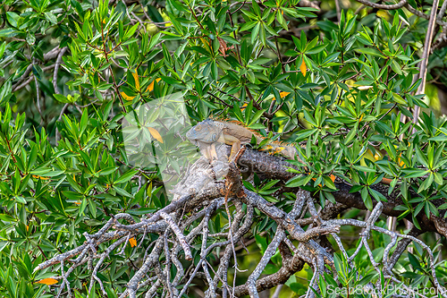 Image of Green iguana (Iguana iguana), Rio Tempisque Costa Rica wildlife
