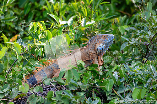 Image of Green iguana (Iguana iguana), Rio Tempisque Costa Rica wildlife