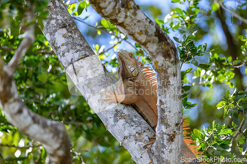 Image of Green iguana (Iguana iguana), Rio Tempisque Costa Rica wildlife
