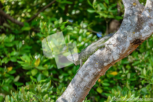 Image of Green iguana (Iguana iguana), Rio Tempisque Costa Rica wildlife