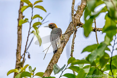 Image of Hoffmann's woodpecker, Melanerpes hoffmannii. Curu Wildlife Reserve, Wildlife and birdwatching in Costa Rica.