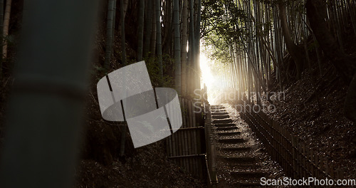 Image of Nature, staircase and bamboo trees in Japan of hiking trail, light or steps on outdoor path. View of natural scenery, sunshine or stairs with fence of zen or eco friendly environment outside in Tokyo