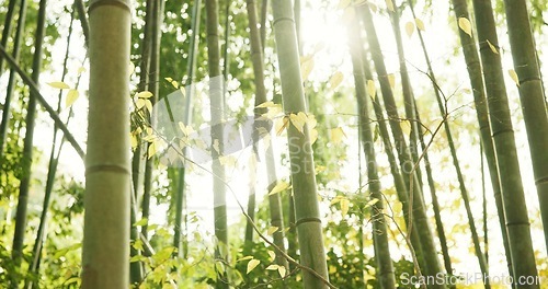 Image of Bamboo, trees and plants in sustainable environment, ecology and calming forest in outdoor location. Nature, Japanese foliage and ecosystem in jungle or woods, peaceful and travel on holiday to Kyoto