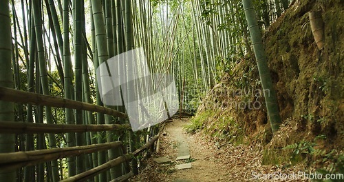 Image of Bamboo, bridge and trees in sustainable environment, nature landscape and pathway in outdoors. Trekking, Japanese foliage and ecosystem in jungle or woods, peaceful and travel on holiday to Kyoto