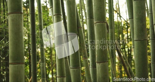 Image of Bamboo, forest and plants in sustainable environment, nature landscape and reeds in outdoors. Calming, Japanese foliage and ecosystem in jungle or woods, peaceful and travel on holiday to Kyoto