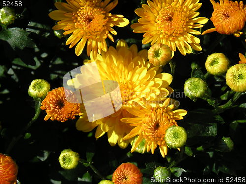 Image of Garden Mums