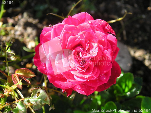 Image of Pink Rose