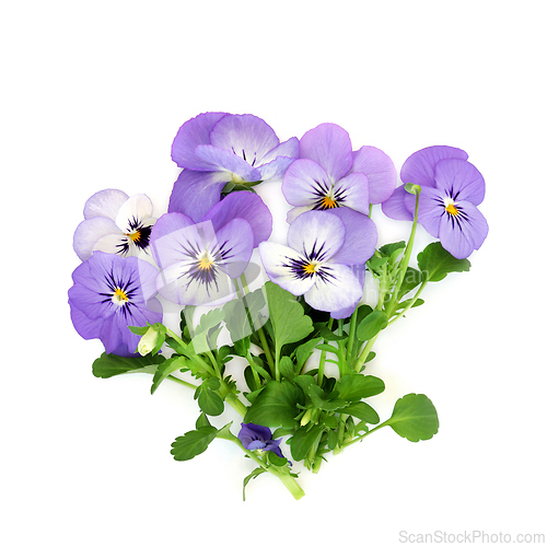 Image of Purple Pansy Flower Bouquet Health Food Garnish