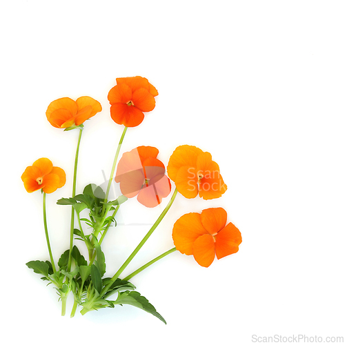 Image of Orange Pansy Flower Plant Swiss Giant Variety
