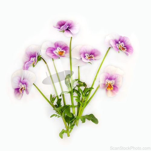 Image of Purple Pansy Flower Plant Panola Pink Variety