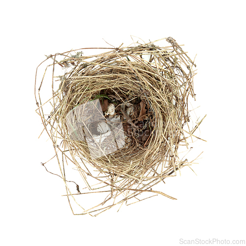 Image of Empty Blue Tit Bird Nest 