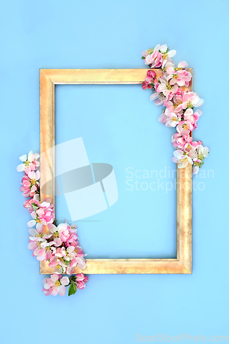 Image of Apple Blossom Flower Spring Background Frame