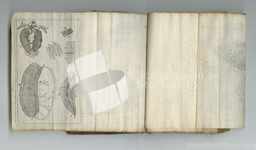 Image of Medical, information and drawing in book on paper in antique, vintage and old science textbook with knowledge. Archive, learning and diagram on parchment with journal, reading and study of organs