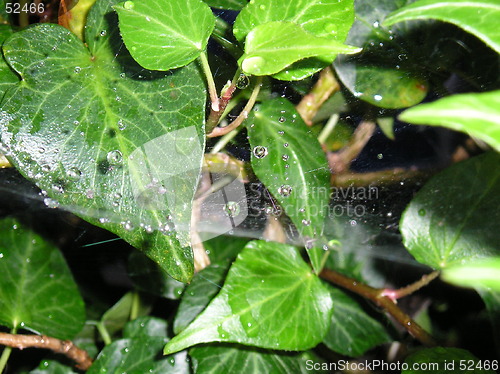 Image of Spider Web