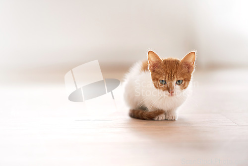 Image of Pets, animal care and cat on a floor in a house waiting, chilling and sitting on a floor looking curious. Ginger, watching and kitten in a room at home for morning routine and games, cute and sweet